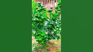 🌿How grow Lime tree, great idea to propagate lime tree by air layering using a Carrot🥕#gardening