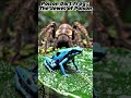 Poison Dart Frog: The Jewel of Poison #wildlife #facts #naturestories #reality #fyp #viralvideo