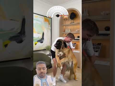 #comedy #cutedog #funny #challenge #mrbeast #viral #shorts