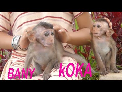 Baby Monkey Koka
