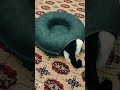 This Tunnel Keeps My Cat Entertained ALL Day