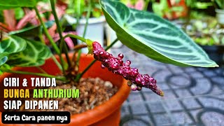 Signs That Anthurium Dorayaki Mangkok Is Ready to Be Harvested
