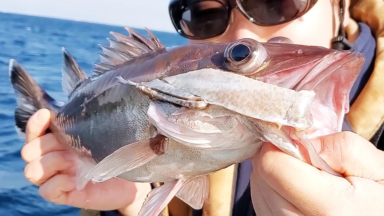 相模湾でコアラ釣って食べた