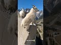 Baby mountain goat climbs a vertical dam for the first time with his mother #shorts