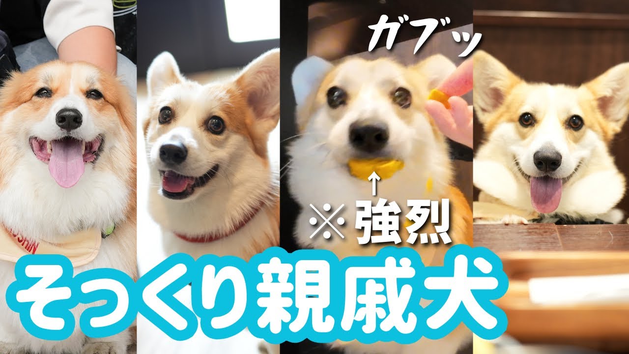 食への執着が強すぎて、あの手この手で食べ物を狙おうとするコーギー犬