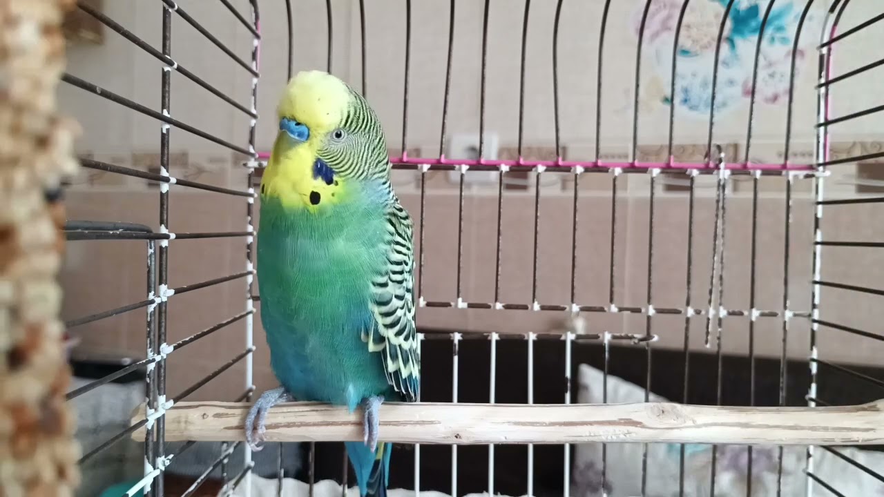 Günde 1 Kez Dinlet, Kuşun Mutluluktan Uçacak! | 2 Saatlik Muhabbet Kuşu Sesi 🎶
