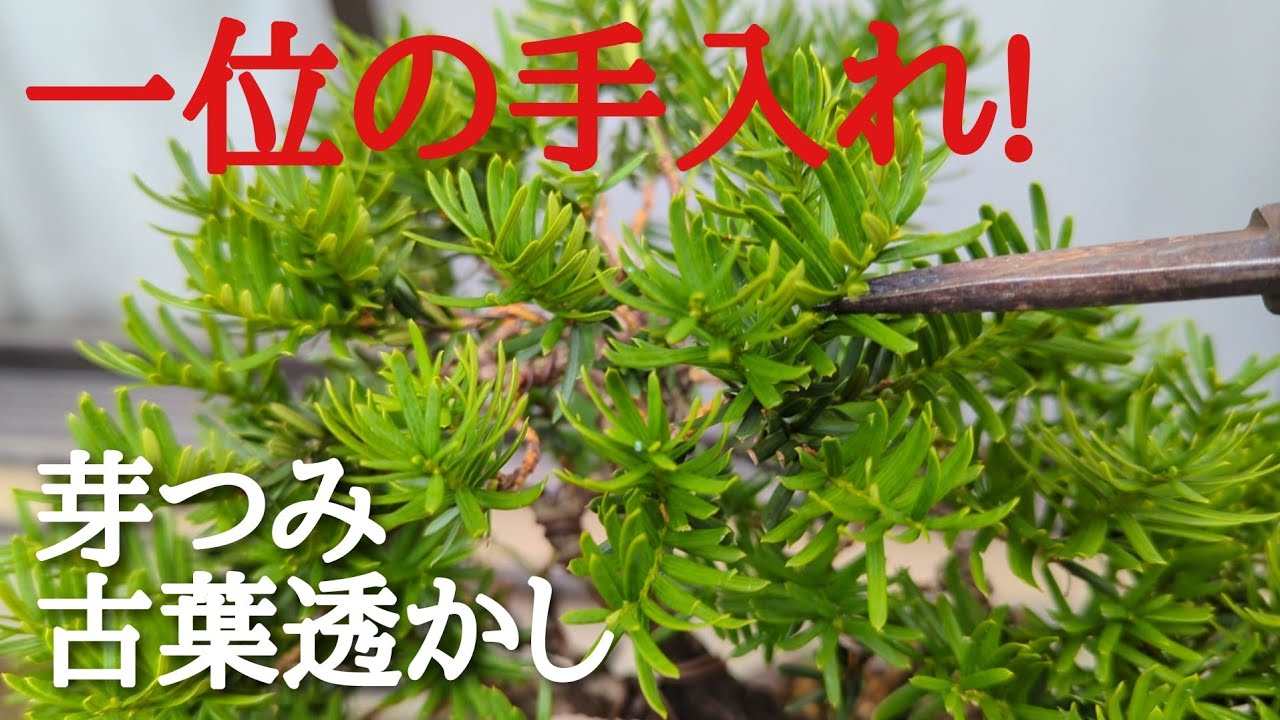 一位盆栽 イチイ オンコ 専用 【公式通販】 枯れオンコ イチイ盆栽
