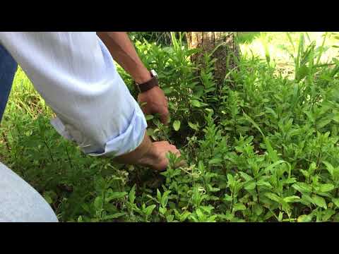 Video: Raccogliere le piante di menta: come raccogliere la menta dal tuo giardino