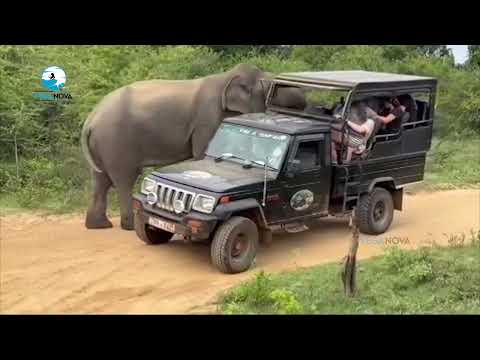 Elephant attacks a Safari Jeep | WILD Elephant Attacks CAUGHT on Camera!