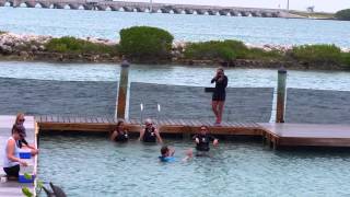 Tom swimming with the dolphins