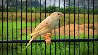 Canto ininterrumpido de canarios para relajarse y aliviar el estrés