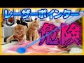 猫とレーザーポインターで遊ぶのを辞めたほうが良い理由