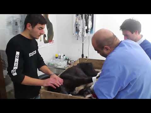 Tamaz Elizbarashvili dog shelter - ბათურა