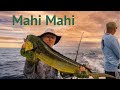 Fishing Bermuda, Catching the tastiest fish in the  sea, Mahi Mahi fishing