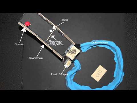 Insulin and Glucose connection - YouTube