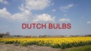 DUTCH BULBS 2013
