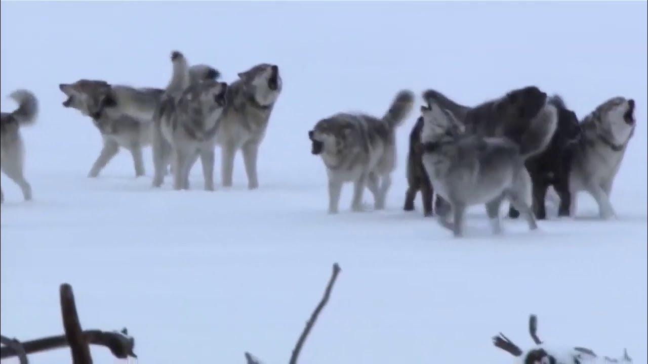 волк в ковдоре. волки в балашовском районе. волки в балашовском районе. волки в балашовском районе. волки в балашовском районе.