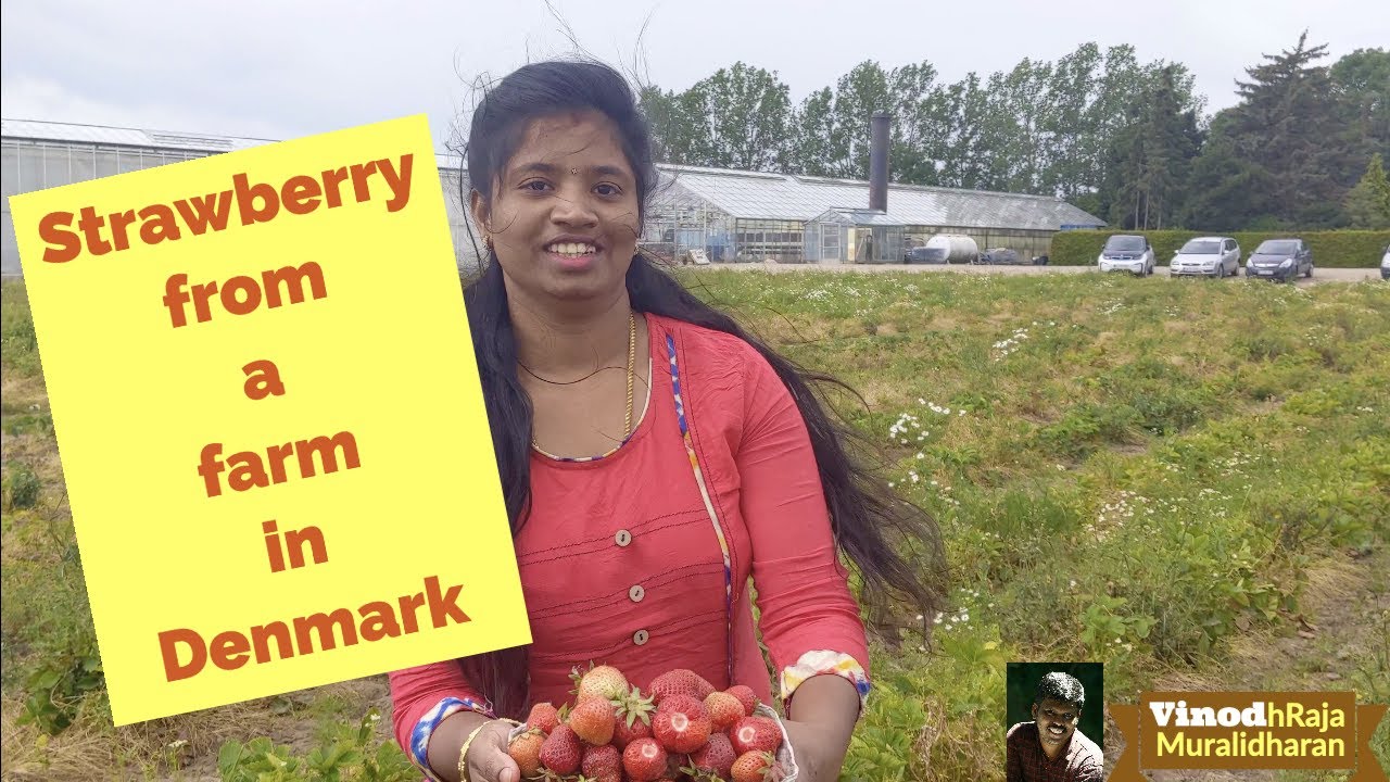 Strawberry picking from a farm in Denmark Strawberry from a farm in