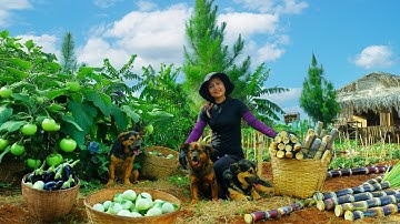 Plant Chayote With My Older Brother, Harvest: Sugarcane, Green& Purple Eggplant Go To Market Sell