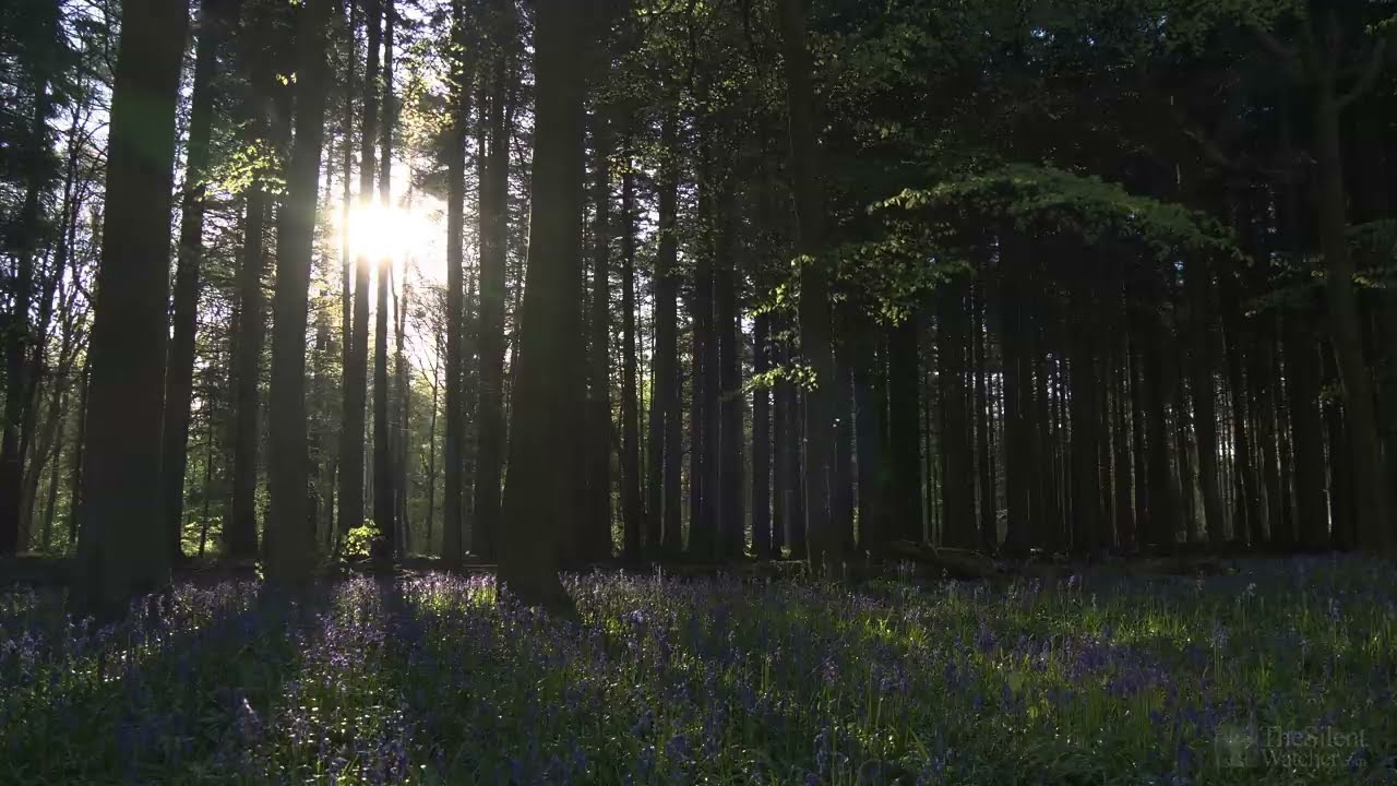 View from Bluebell Woods in Spring