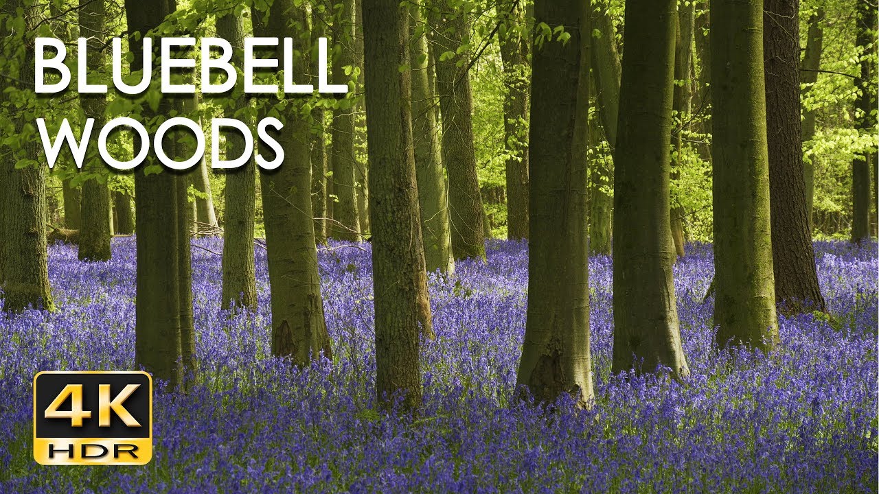 4K Hdr Bluebell Woods - English Forest - Birds Singing - No Loop - Relaxing Nature Video  Sounds