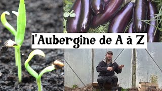 l'Aubergine de A à Z (presque)