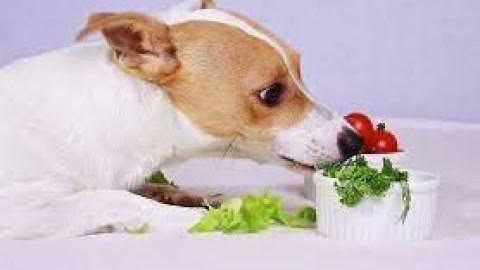 💋 LU ĂN RAU CHẤM CHÁO 😆 | Thánh Lồng Tiếng