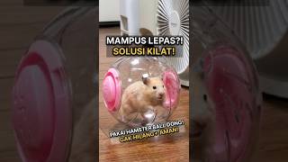 Bebas Main, Rumah Aman! Solusi Hamster Aktif