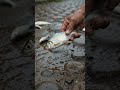 A Place Where Fish Fall From the Sky 🐟😳