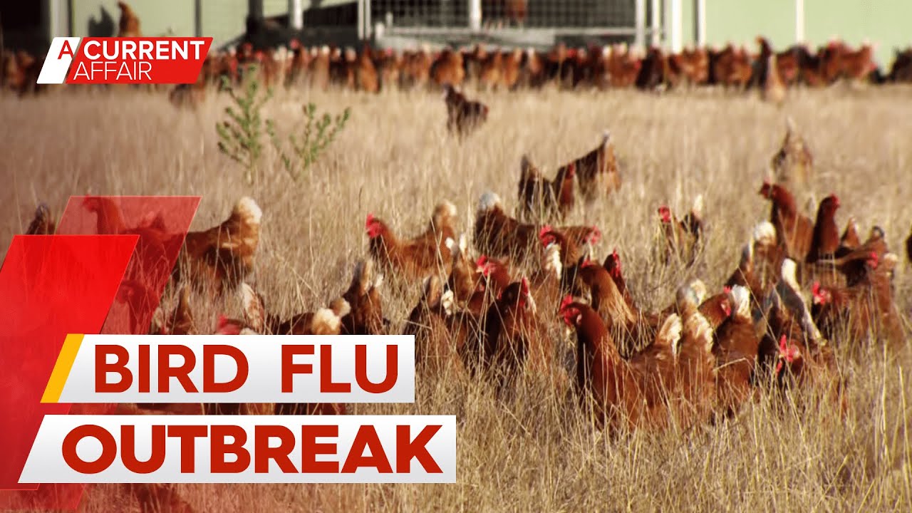 Experts unpack concerns as Australia's worst-ever bird flu outbreak ...
