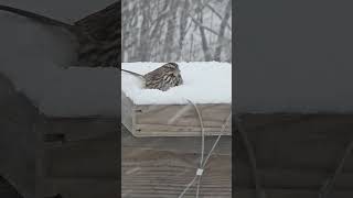 The #Winter #winterbirds #sparrow #windowview snug in the #snow inside the #feeder #shortvideo