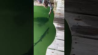 Only in Florida😳#grouper #fish #docker #florida #crazy