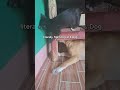How Cat &amp; Dog fight. #cat #dog #shortvideo