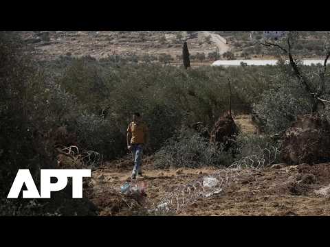 Israeli Military Bulldozes Olive Trees in West Bank Ahead of Annual Harvest | APT