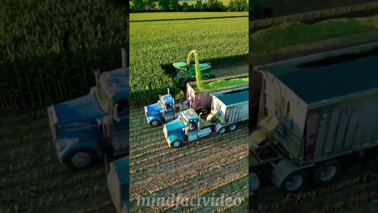 How U.S. Farmers Turn Corn Into Nutritious Animal Feed 