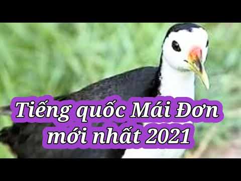 Tiếng Quốc Mái Đơn Hiệu Quả 100