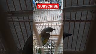 Download Lagu pented kembang MP3