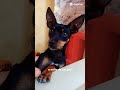 a noite de um jeito.... #foryou #trending #pets #cachorro #funny #humor #schorts #petsfofinhos #❣️