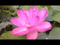 チャクラ・マントラ CHAKRA MANTRA ~ 生命力を高めるヴェーダの音の響きによるヒーリング』（サンスクリット/梵語/Sanskrit ）by Nityananda Todo