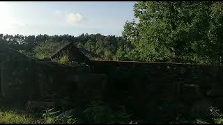 canto pássaro em s Mamede, Areosa, Viana do Castelo