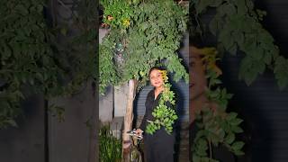 Trumpet vine plant ka USA visa cancel, India me hi base banana para❌😎🌿#plants #gardening #garden