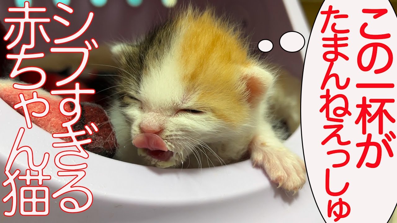 赤ちゃん三毛猫、シブすぎる貫禄を見せる - YouTube