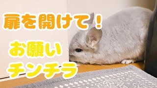 【アフレコ】隣の部屋に行きたいから、扉を開けてほしいお願いチンチラが可愛すぎる！！Chinchillas want me to open the door