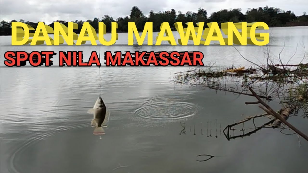 MANCING NILA DIDANAU MAWANG MAKASSAR || SUNGGUMINASA || GOWA