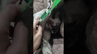 Aww 🥰 cute 🥺 cat 😺🤩 #shorts_video #cute #in pin safety pin #like