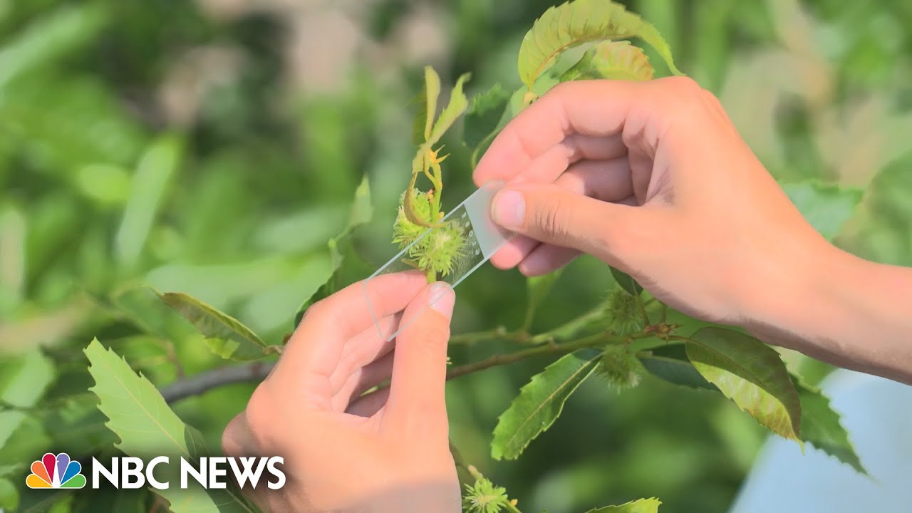 The rebirth of the American chestnut