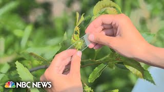 The rebirth of the American chestnut