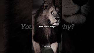 Attitude  Lion King  shorts lion attitude power motivation viral