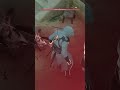 #mirage #assassinscreed #assassinscreedmirage #shortvideo #gaming #sorts #assassinscreedshadows