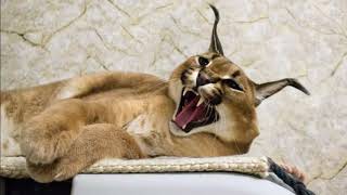Caracal Cat Big Floppa Loudest Call Ever Recorded
